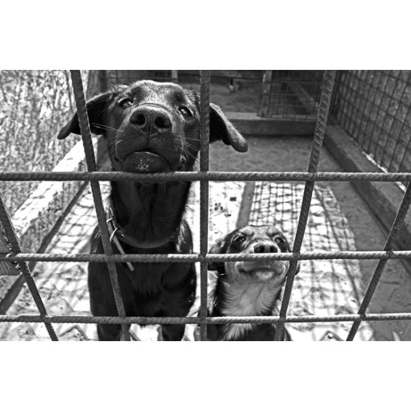 Hong Kong Homeless Dog Shelter Dog Can Food 狗罐頭 150g 